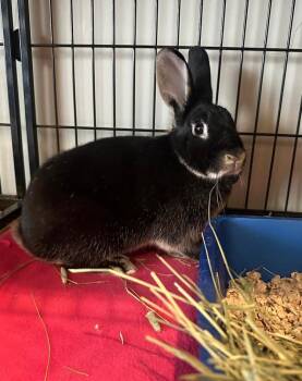 American Rabbits Available for Adoption in Philadelphia, Pennsylvania - Pepper | PetCurious