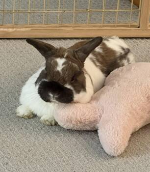 Hamilton -  Holland Lop and Dwarf Rabbit Available for Adoption in Lakeville, Minnesota - Hamilton | PetCurious