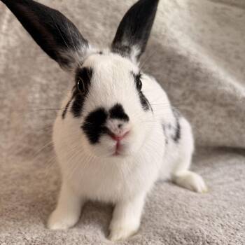 Slinky -  New Zealand Rabbit for Adoption in Saint Charles, Missouri - Slinky | PetCurious