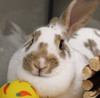 Bunny Rabbit Rabbits Available for Adoption in Mississauga, Ontario - Buttons | PetCurious