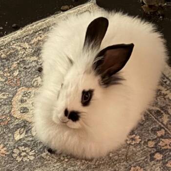 Bunny Rabbit and Lionhead Rabbits Available for Adoption - Jubilee | PetCurious