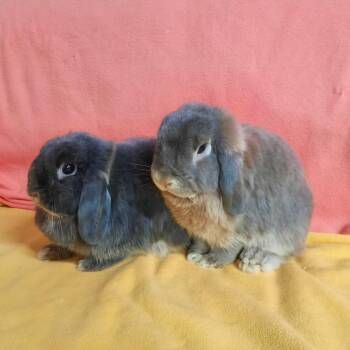 Romeo & Juliette -  Lop Eared Rabbit for Adoption in Montclair, California - Romeo & Juliette | PetCurious