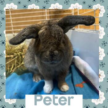 Rescue American Rabbits for Adoption in North Kingstown, Rhode Island - Peter | PetCurious