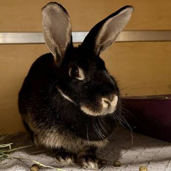Silver Marten Rabbits Available for Adoption in Chesapeake, Virginia - Cadillac | PetCurious