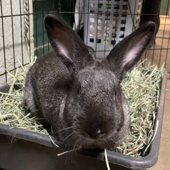 Maria (PEN 6) -  Bunny Rabbit Rabbit Available for Adoption in Las Vegas, Nevada - Maria (PEN 6) | PetCurious