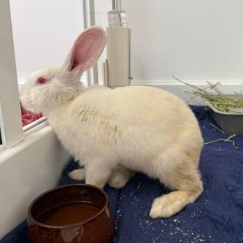 American Rabbits Available for Adoption in Pasadena, California - Silly Rabbit | PetCurious