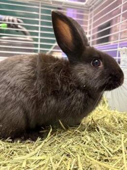 Bunny Rabbit Rabbits Available for Adoption - 60252998 | PetCurious