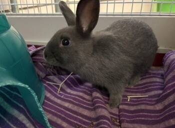 APPLEJACK -  Bunny Rabbit Rabbit for Adoption in Fort Wayne, Indiana - APPLEJACK | PetCurious