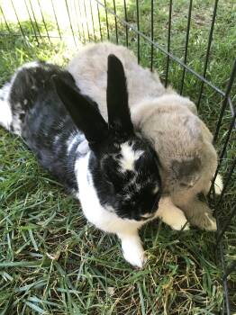 Rescue Holland Lop and Dutch Rabbits for Adoption in Los Angeles, California - Thor & Clover | PetCurious