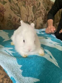 Rescue Lionhead Rabbits for Adoption in Santa Cruz, California - Adrian | PetCurious