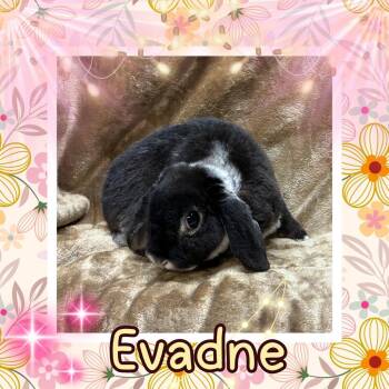 Evadne -  Lop Eared Rabbit for Adoption in Elizabethtown, Kentucky - Evadne | PetCurious