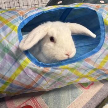 Flo -  Lionhead and Holland Lop Rabbit for Adoption in Kalamazoo, Michigan - Flo | PetCurious