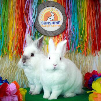 Rescue Lionhead Rabbits for Adoption in Long Beach, California - Freddy | PetCurious