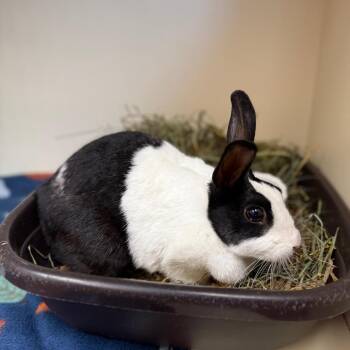Dutch and Belgian Hare Rabbits Available for Adoption in Port Richey, Florida - Mildred Penelope ("Millie P") | PetCurious
