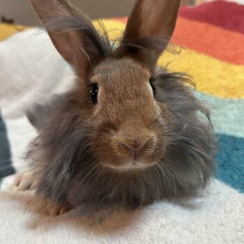 Abe Binkin -  Lionhead Rabbit for Adoption in Midlothian, Virginia - Abe Binkin | PetCurious
