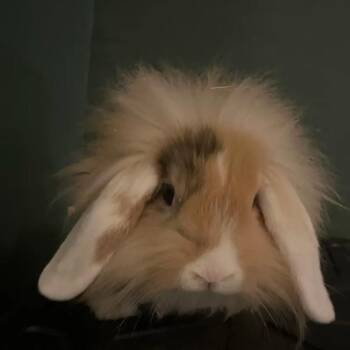 Bagel -  Lionhead Rabbit for Adoption in The Woodlands, Texas - Bagel | PetCurious