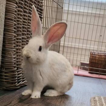 Rescue Bunny Rabbit Rabbits for Adoption in Hampton Bays, New York - S'mores | PetCurious
