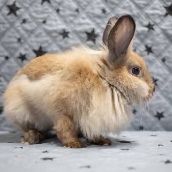Puffle -  American Sable Rabbit for Adoption in San Diego, California - Puffle | PetCurious
