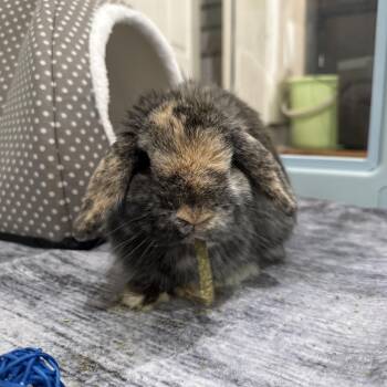 Tiger (c) -  Holland Lop Rabbit for Adoption in Columbia, Maryland - Tiger (c) | PetCurious