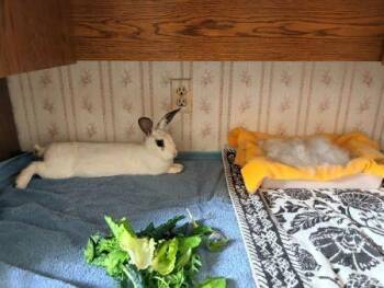 Asher -  Hotot Rabbit for Adoption in Santa Cruz, California - Asher | PetCurious