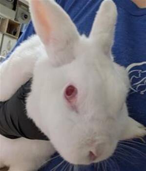 Rescue Bunny Rabbit Rabbits for Adoption in Camarillo, California - YOSHI | PetCurious