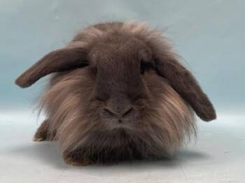 Jessy -  Lionhead and Holland Lop Rabbit for Adoption in Woodbury, Minnesota - Jessy | PetCurious