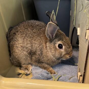 Rescue American Rabbits for Adoption in Reisterstown, Maryland - Indigo | PetCurious