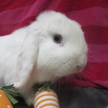 Cheyenne -  Mini Lop Rabbit for Adoption in Wilmington, Delaware - Cheyenne | PetCurious
