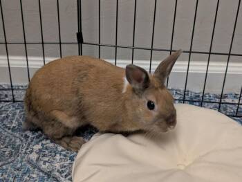 Cinnamon -  Bunny Rabbit Rabbit for Adoption in Naples, Florida - Cinnamon | PetCurious