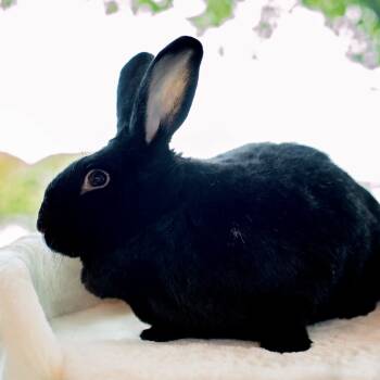 Rescue New Zealand Rabbits for Adoption in Warwick, Rhode Island - Binny | PetCurious