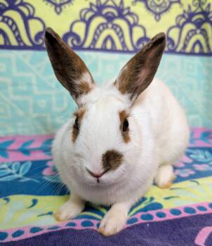 Perlina -  English Spot Rabbit for Adoption in Lake Elsinore, California - Perlina | PetCurious