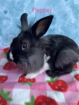 Bunny Rabbit and Lionhead Rabbits Available for Adoption in Modesto, California - Pepper | PetCurious
