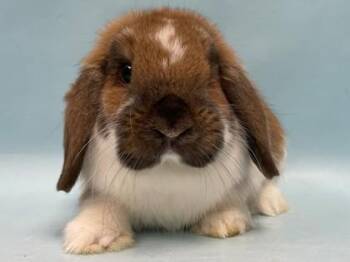 Charlie Jr -  Holland Lop Rabbit for Adoption in Minneapolis, Minnesota - Charlie Jr | PetCurious
