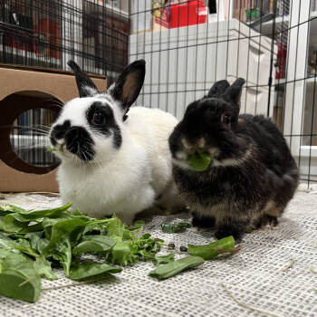 Rescue English Spot Rabbits for Adoption in Houston, Texas - Mama Cow And Papa Coco | PetCurious