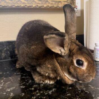 Bambi -  Bunny Rabbit Rabbit for Adoption in Santa Cruz, California - Bambi | PetCurious