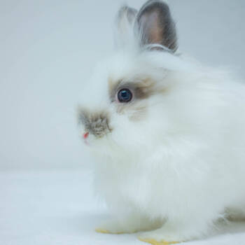 Rescue Lionhead Rabbits for Adoption in San Diego, California - Tina | PetCurious