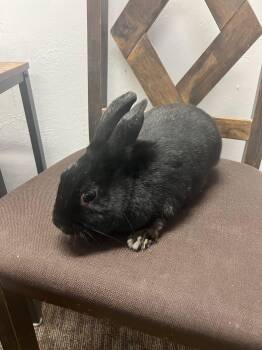 Bunny Rabbit Rabbits Available for Adoption in Las Vegas, Nevada - Sweet Pea (PEN 8) | PetCurious