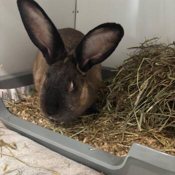 Bunny Rabbit Rabbits Available for Adoption in Puslinch, Ontario - Jessica Albun | PetCurious