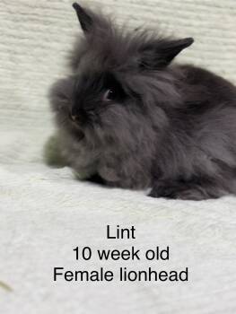 Rescue Lionhead Rabbits for Adoption in Howell Township, New Jersey - Lint | PetCurious