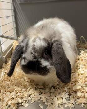 Voldemort -  Lop Eared Rabbit for Adoption in Morristown, New Jersey - Voldemort | PetCurious