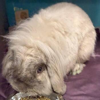 Thumper -  Holland Lop Rabbit for Adoption in Quakertown, Pennsylvania - Thumper | PetCurious