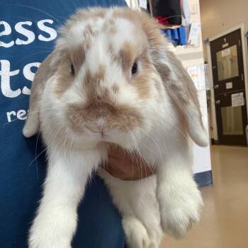 Jojo - Chino Hills Location -  Holland Lop Rabbit for Adoption in Chino Hills, California - Jojo - Chino Hills Location | PetCurious