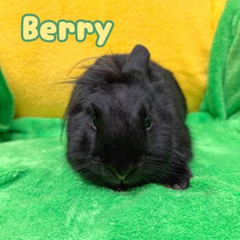 Rescue Lionhead Rabbits for Adoption in Roseville, California - Berry | PetCurious