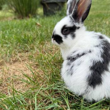 Rescue Mini Rex Rabbits for Adoption in Mechanicsburg, Pennsylvania - Goose | PetCurious