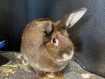 Bunny Rabbit Rabbits Available for Adoption in Tustin, California - CADBURY | PetCurious