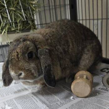 Holland Lop Rabbits Available for Adoption in Lyndhurst, Virginia - Mocha | PetCurious