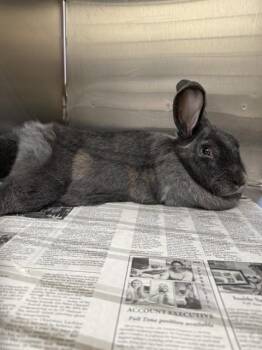 ALEXI -  Bunny Rabbit Rabbit for Adoption in Fairbanks, Alaska - ALEXI | PetCurious
