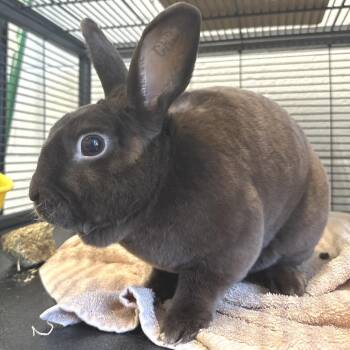 Mini Lop Rabbits Available for Adoption - Whisky | PetCurious