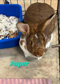 Paper -  English Lop Rabbit for Adoption in Pottsville, Pennsylvania - Paper | PetCurious