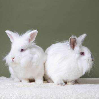 Lionhead Rabbits Available for Adoption in Richmond, California - Fahrenheit | PetCurious